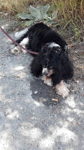Tommy, il cane abbandonato e legato a un cancello
