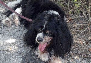 Tommy, il cane abbandonato e legato a un cancello