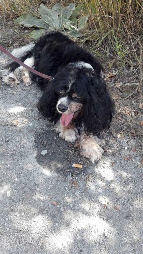Tommy, il cane abbandonato e legato a un cancello