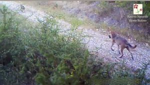 Monte Rufeno - Il lupo zoppo Achille, aiutato dal branco, commuove il web