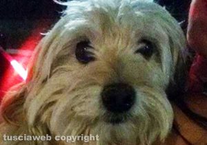 Viterbo - La cagnolina ritrovata a valle Faul