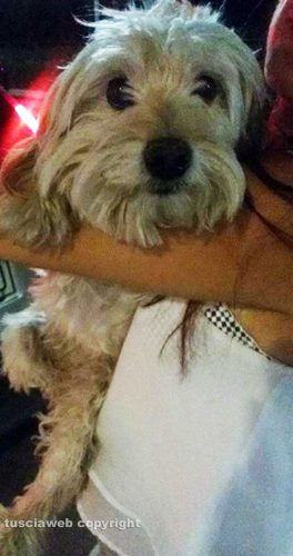 Viterbo - La cagnolina ritrovata a valle Faul