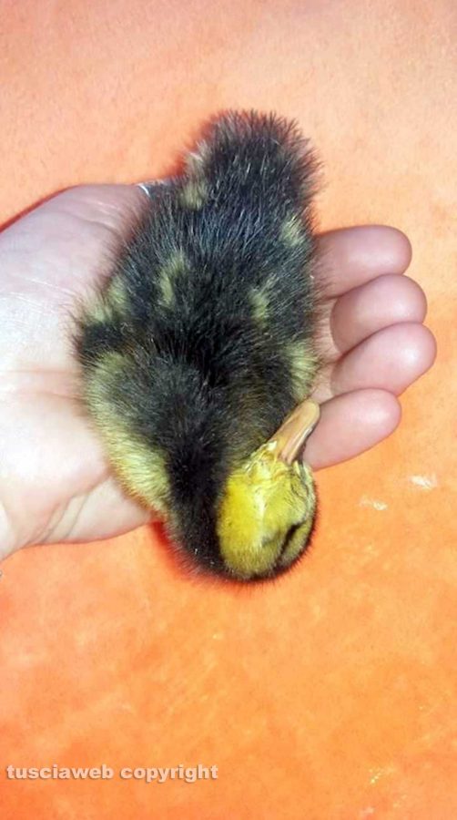 Schermata-2016-09-18-alle-13.37.16