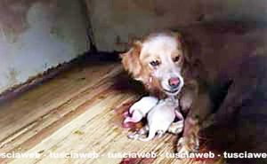 Viterbo – Cuccioli affogati e gettati nell’immondizia in un canile