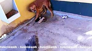 Viterbo – Cuccioli affogati e gettati nell’immondizia in un canile