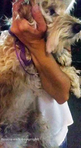 Viterbo - La cagnolina ritrovata a valle Faul