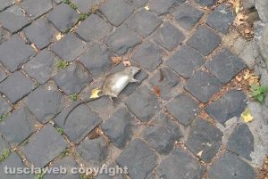 Viterbo – Un topo in via della Polveriera