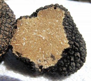 Un tartufo