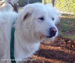 Viterbo - Carlotta si è smarrita