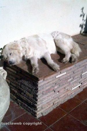 Viterbo - Carlotta si è smarrita