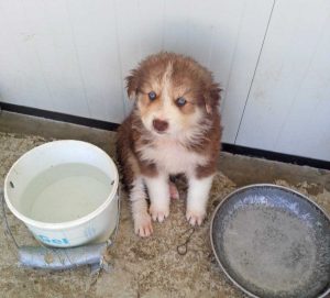 Un cucciolo al canile