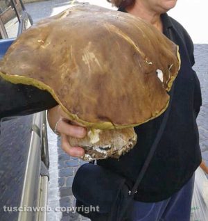 Barbarano Romano - Fungo porcino di 2,150 chilogrammi