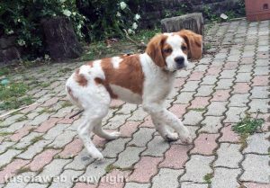 San Martino al Cimino - Breton bianco