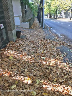 Viterbo - Foglie e rami a viale Trieste