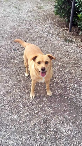 Il labrador Perla che si è smarrito