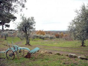 Viterbo - L'allevamento di oche nei pressi del fosso dell'Olmo sotto l'ospedale di Belcolle
