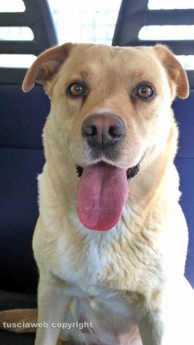 Il labrador Perla che si è smarrito