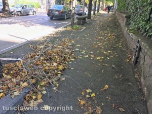 Viterbo - Foglie e rami a viale Trieste