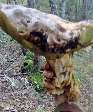 Capranica - Il fungo di Luigino Capodimonte