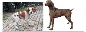 Athena e Leo
