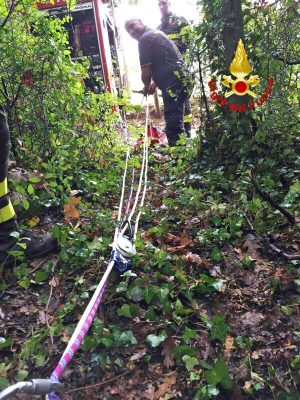 Cane da caccia cade in un fiume, salvato dai pompieri