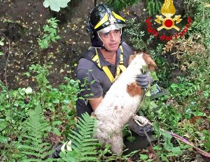 Cane da caccia cade in un fiume, salvato dai pompieri
