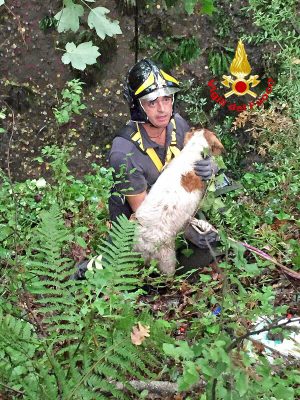 Cane da caccia cade in un fiume, salvato dai pompieri
