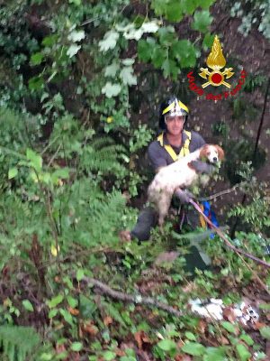 Cane da caccia cade in un fiume, salvato dai pompieri