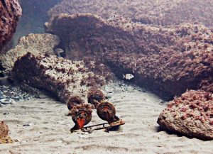 Raccolti rifiuti nei fondali di Ventotene