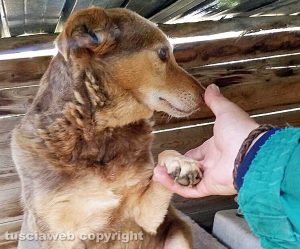 Tuscania - Lea del Rifugio speranza