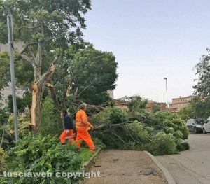 Viterbo - Alberi caduti in via Monti Cimini
