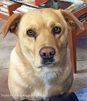 Il labrador Perla che si è smarrito