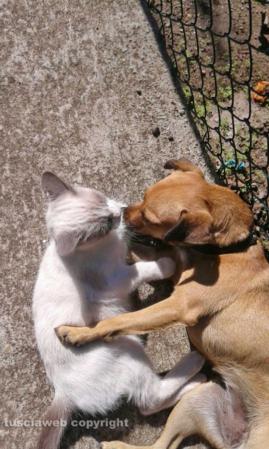 Momento di tenerezza tra un gatto e un cane