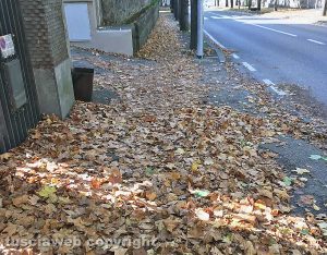 Viterbo - Foglie e rami a viale Trieste