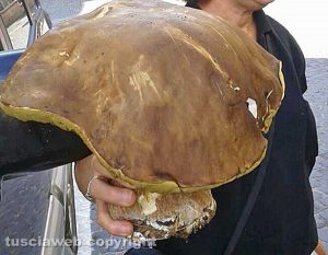 Barbarano Romano - Fungo porcino di 2,150 chilogrammi