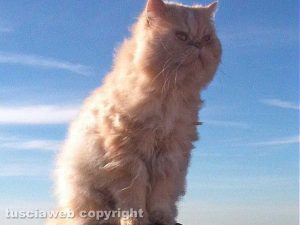 Blera - Merlino, l'amico del cuore di Elena Cappetti