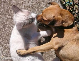 Momento di tenerezza tra un gatto e un cane