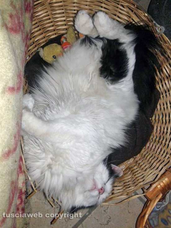 Il mio amico del cuore - Romeo