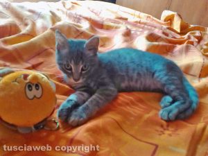 Viterbo - Il mio amico del cuore - Rengar