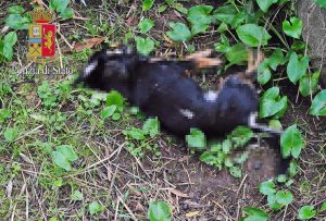 Uccide il cane dei vicini - La carcassa dell'animale