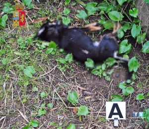 Uccide il cane dei vicini - La carcassa dell'animale