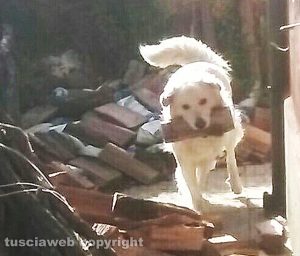 Vetralla - Il mio amico del cuore - Plutone