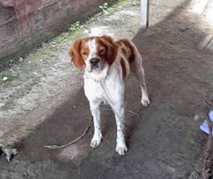 Trovato cane tra Capodimonte e Piansano
