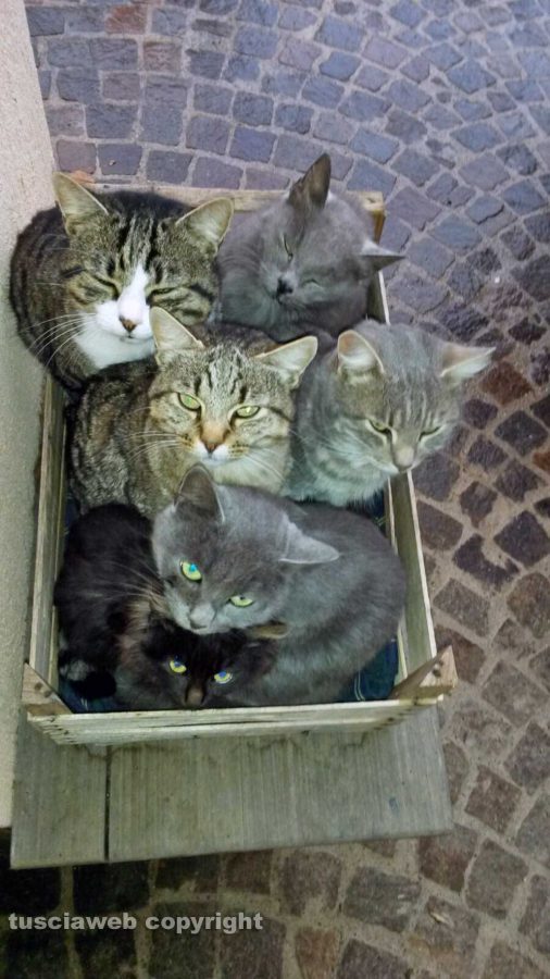 Carbognano - Una scatola piena di gatti
