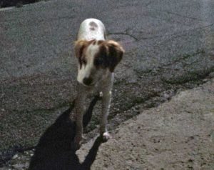 Cucciolo di Breton trovato a S. Angelo di Roccalvecce