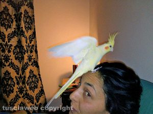 Viterbo - Il mio amico del cuore - Il pappagallino Gennaro e Natascia Claudiani