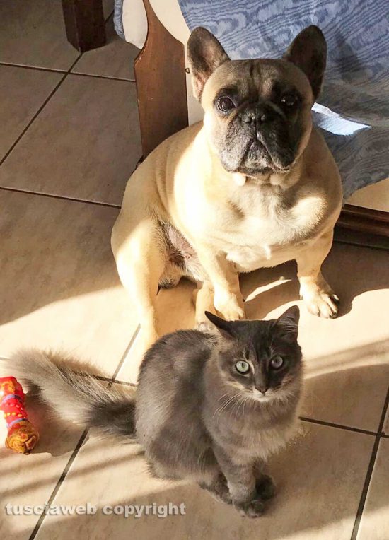 Castiglione in Teverina - Il mio amico del cuore - Ike e Sun