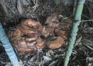 Valentano - Funghi cresciuti in un giardino