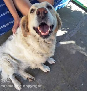 Bomarzo - Il mio amico del cuore - Lady