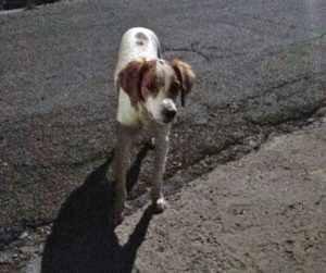 Cucciolo di Breton trovato a S. Angelo di Roccalvecce